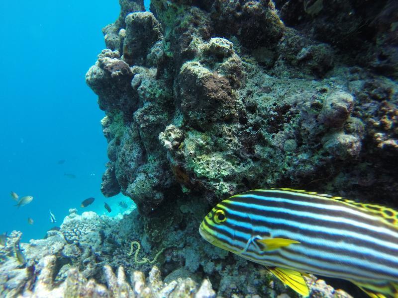 Season Paradise Guest house Thulusdhoo
